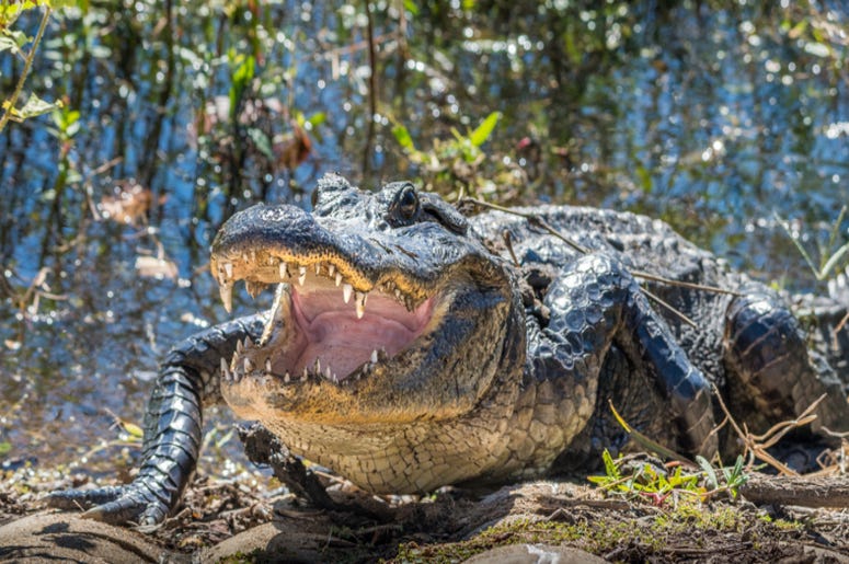 Alligator