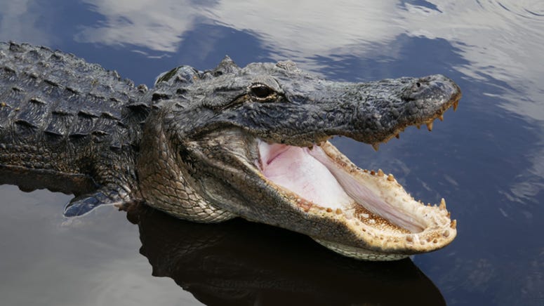 PHOTOS: Napping alligator causes traffic jam on highway