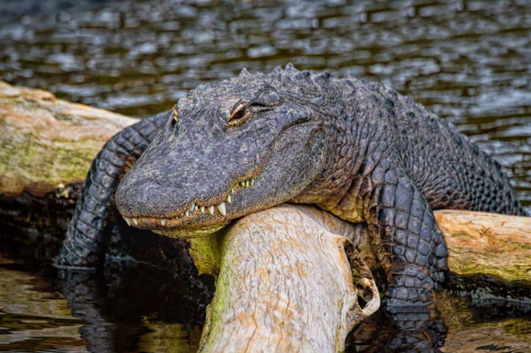 Alligator