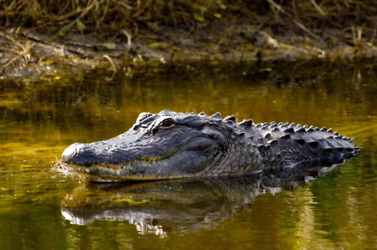 Alligator
