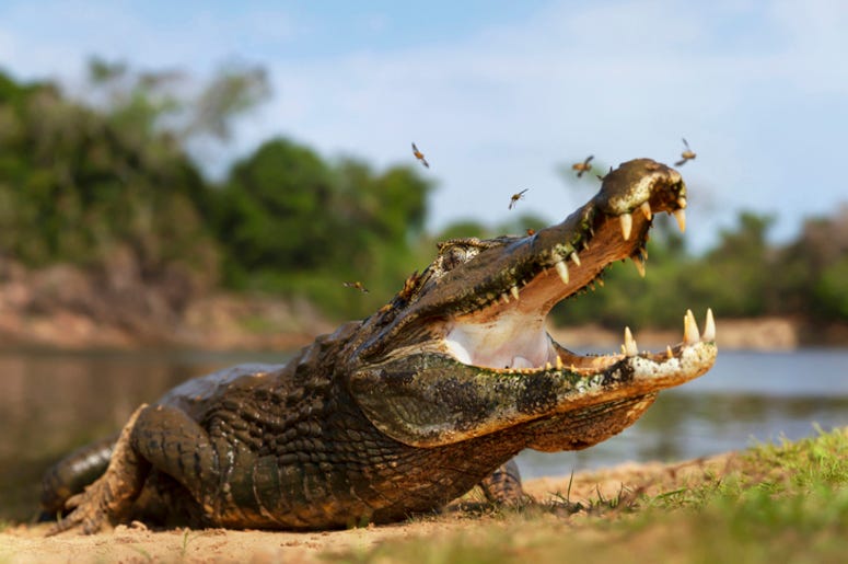 Alligator