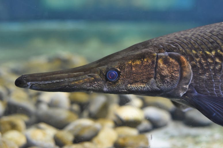 Alligator_Gar