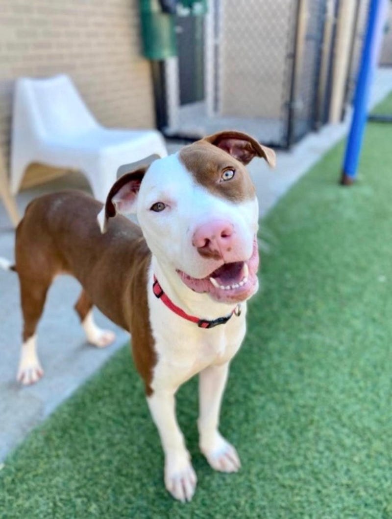 Alvin #A1148205