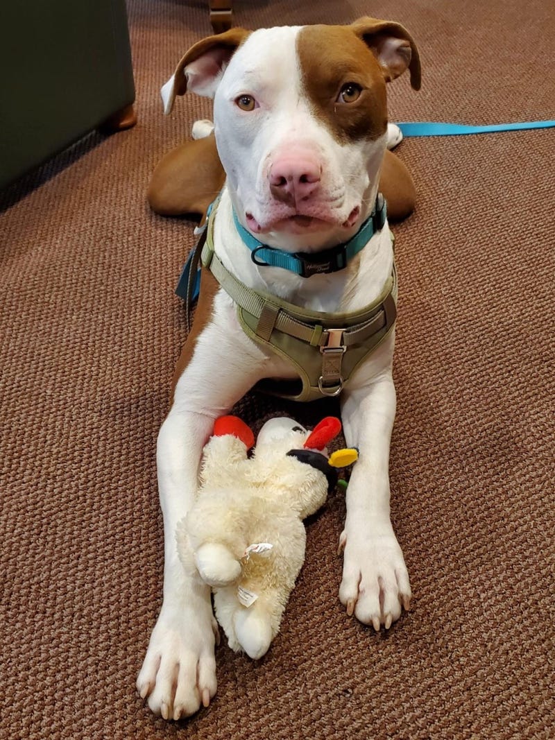Alvin #A1148205