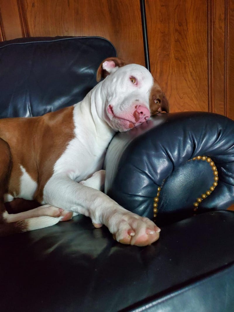 Alvin #A1148205