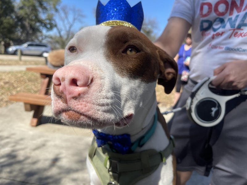 Alvin #A1148205