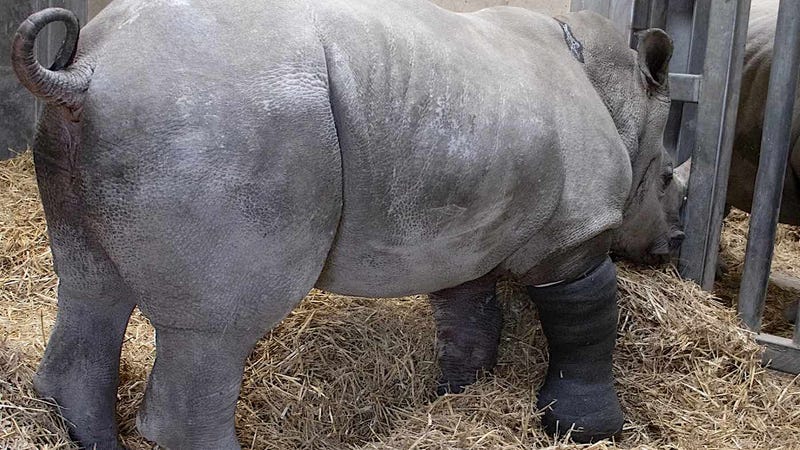 Rhino operation for broken leg – Photo released by: Knowsley Safari in Merseyside, England
