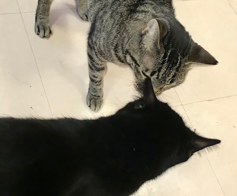 Amaya and Lionel the cats