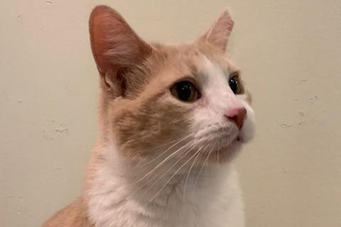 Amelia
