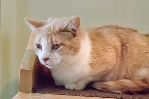 Amelia