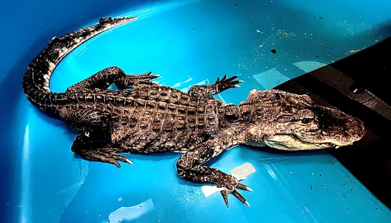 The American alligator rescued from a lake in Prospect Park is seen under care at the Bronx Zoo