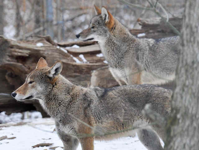 American red wolf