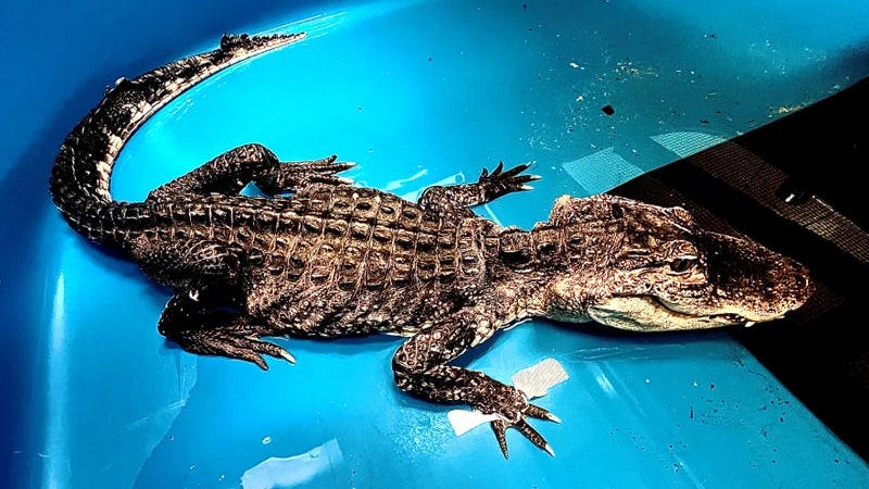 Alligator pulled from frigid Prospect Park Lake dies 2 months later: 'Tragic case of animal abuse'