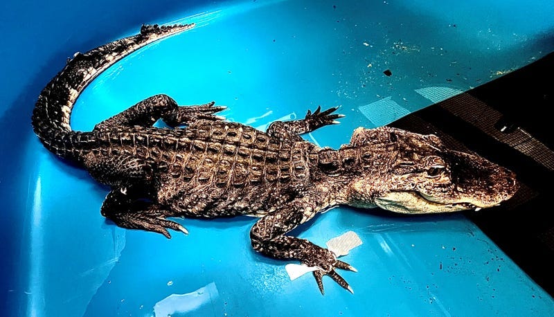 The American alligator rescued from a lake in Prospect Park has died, the Bronx Zoo said