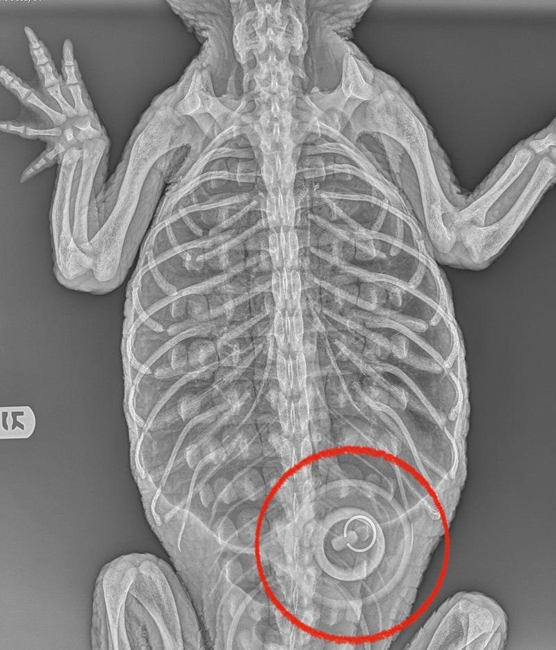 A radiograph of the American alligator rescued from a lake in Prospect Park shows a bathtub stopper in her stomach