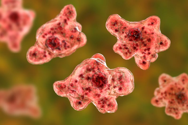 Brain-eating amoeba infection, naegleriasis. Trophozoite, infectious form of the parasite Naegleria fowleri