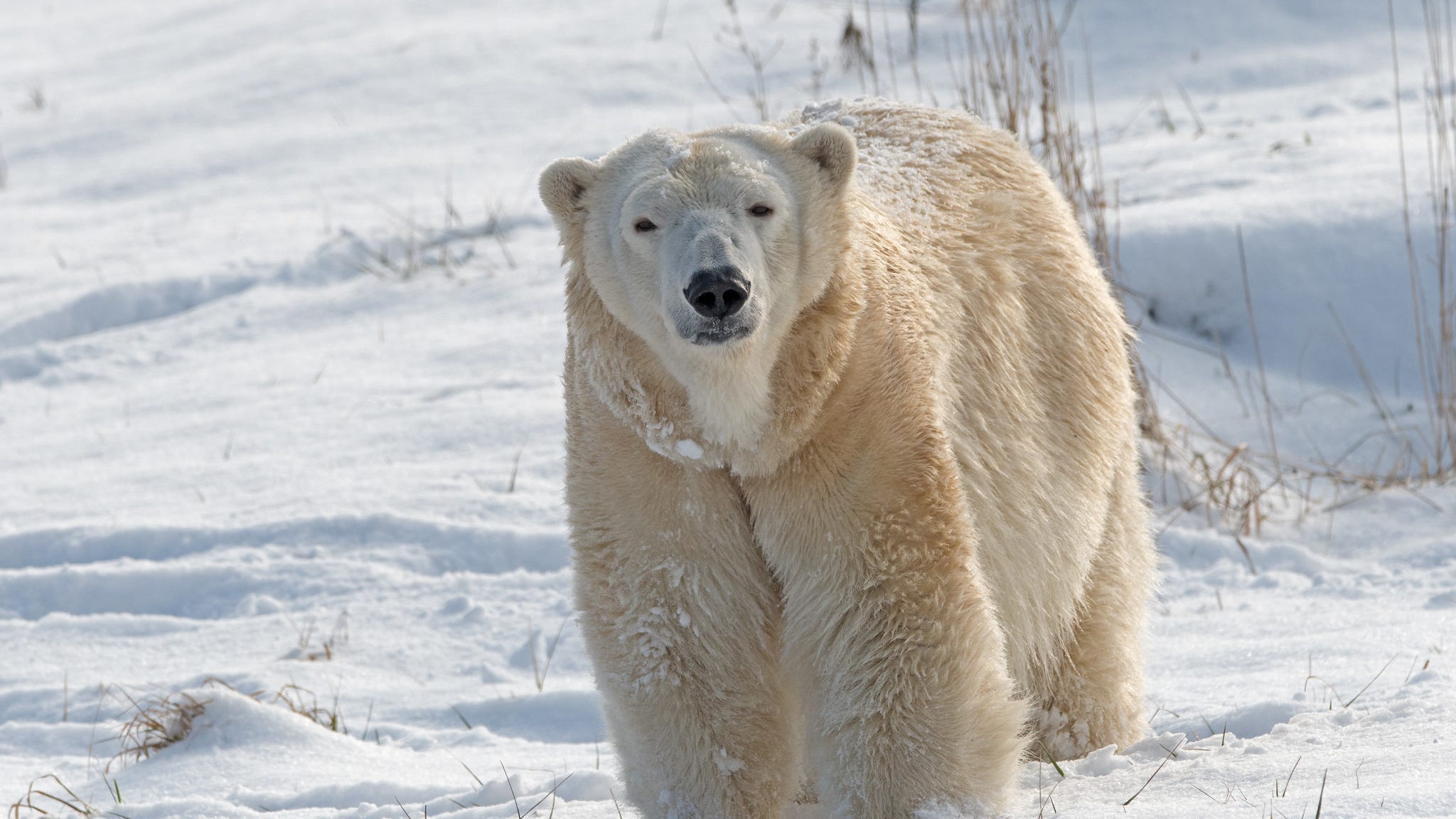 Female polar bear killed at Detroit Zoo by male companion