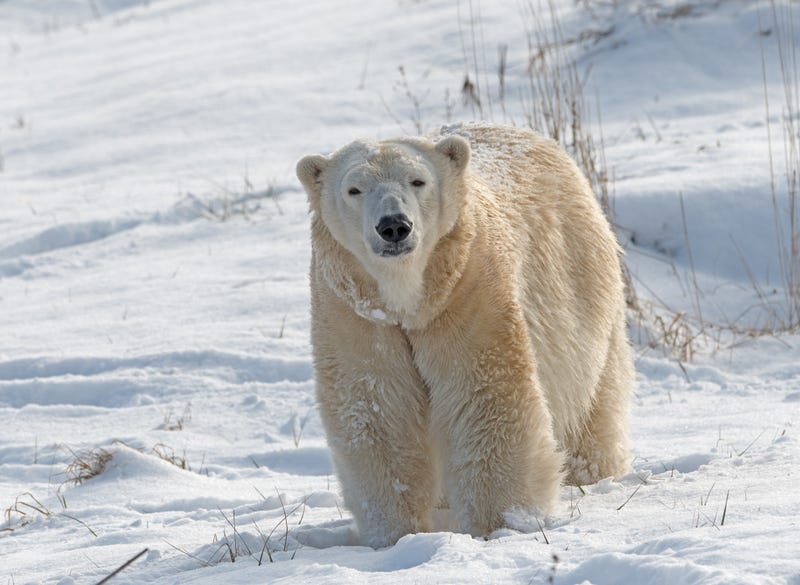 Detroit Zoo polar bear killed