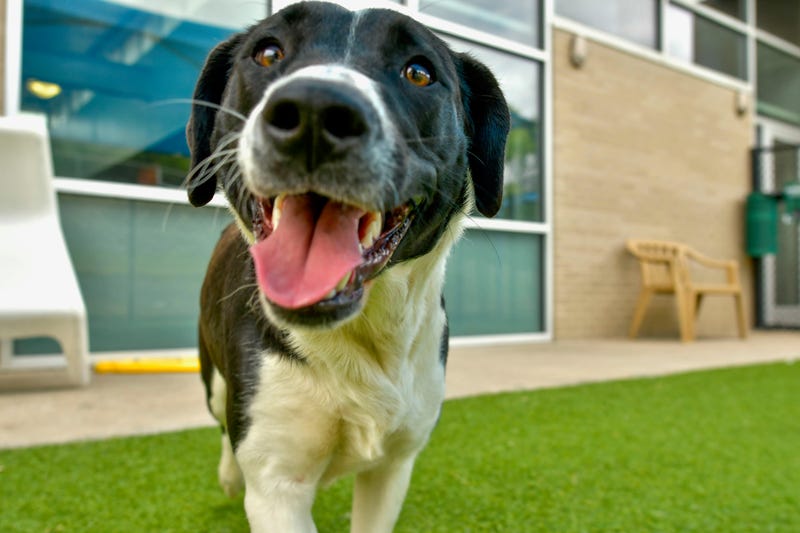 Anastasia #A1177733