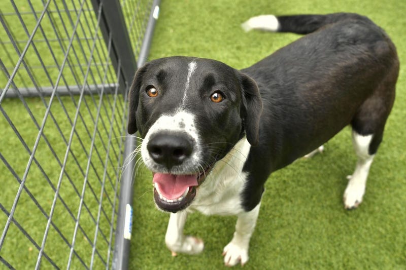 Anastasia #A1177733