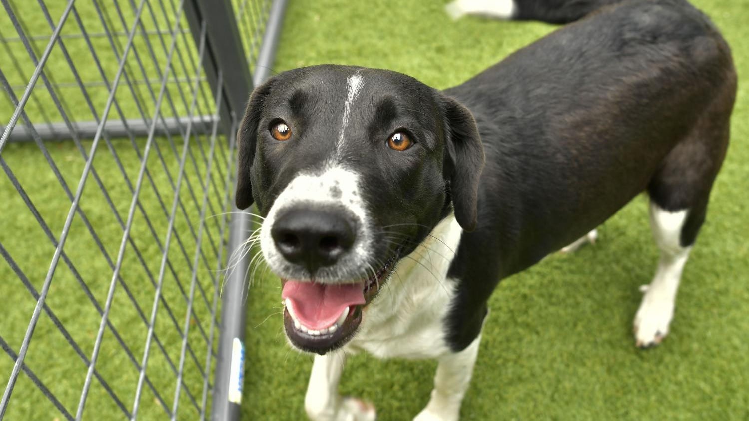 Canine Corner: Anastasia