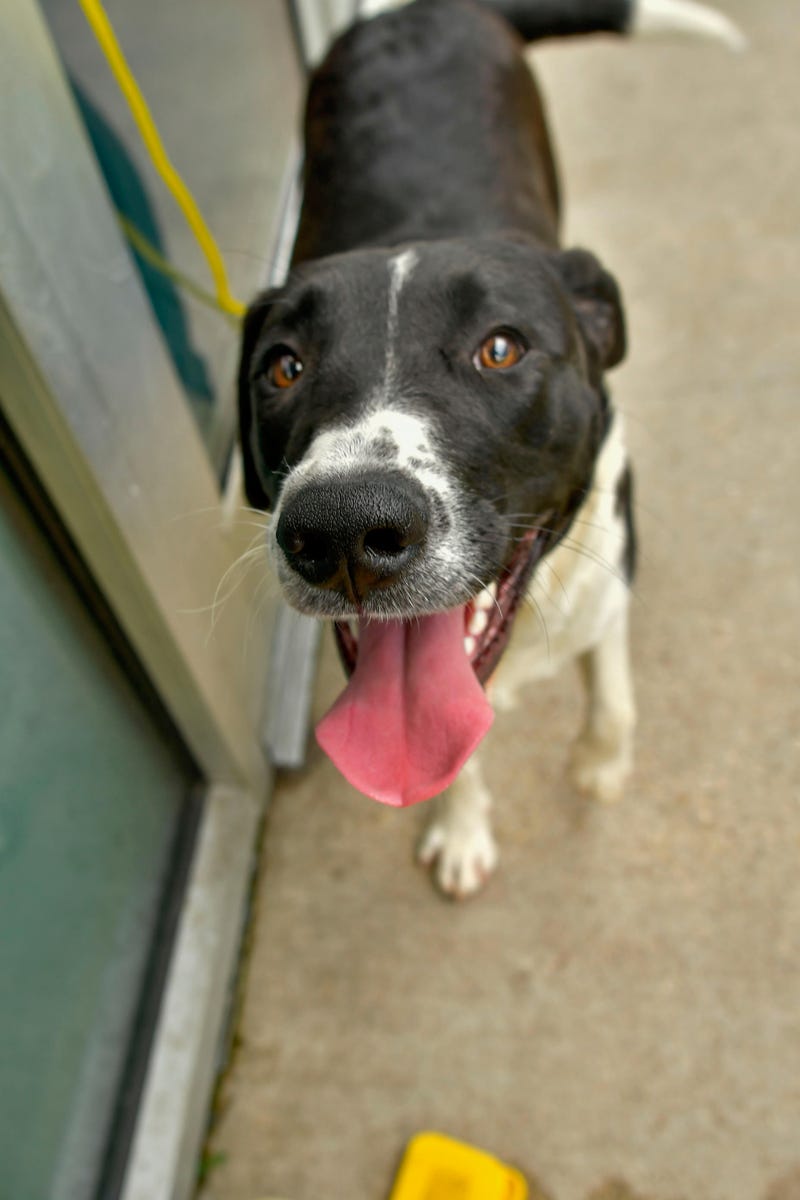 Anastasia #A1177733
