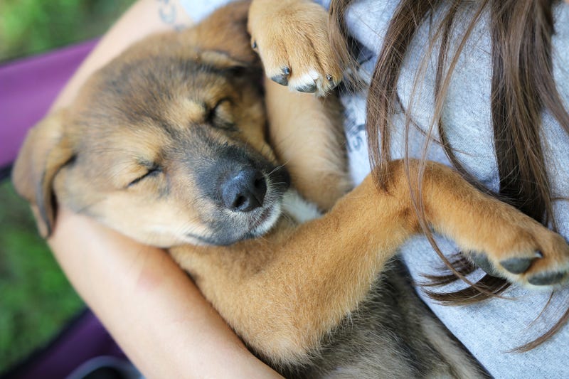 A puppy sleeps in its owner's arms