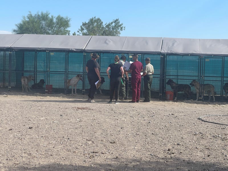 Animal welfare officials examine neglected dogs found in Nye County
