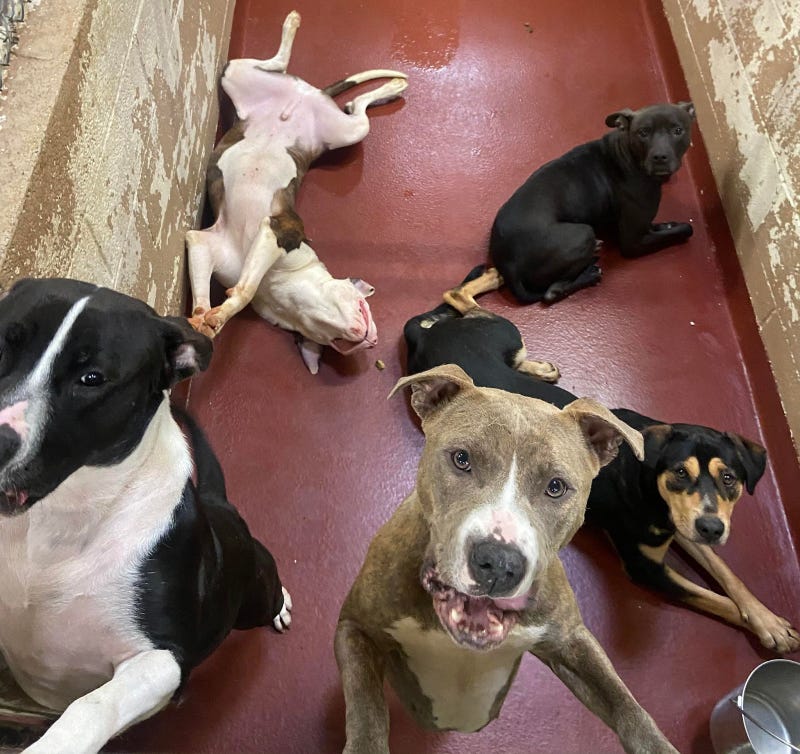 LifeLine Animal Project