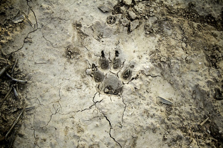 Animal_Footprint