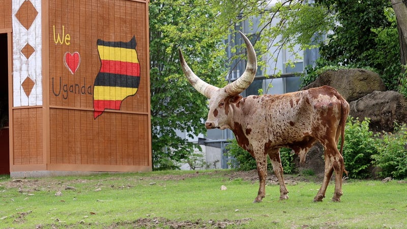 A speckled Ankole.
