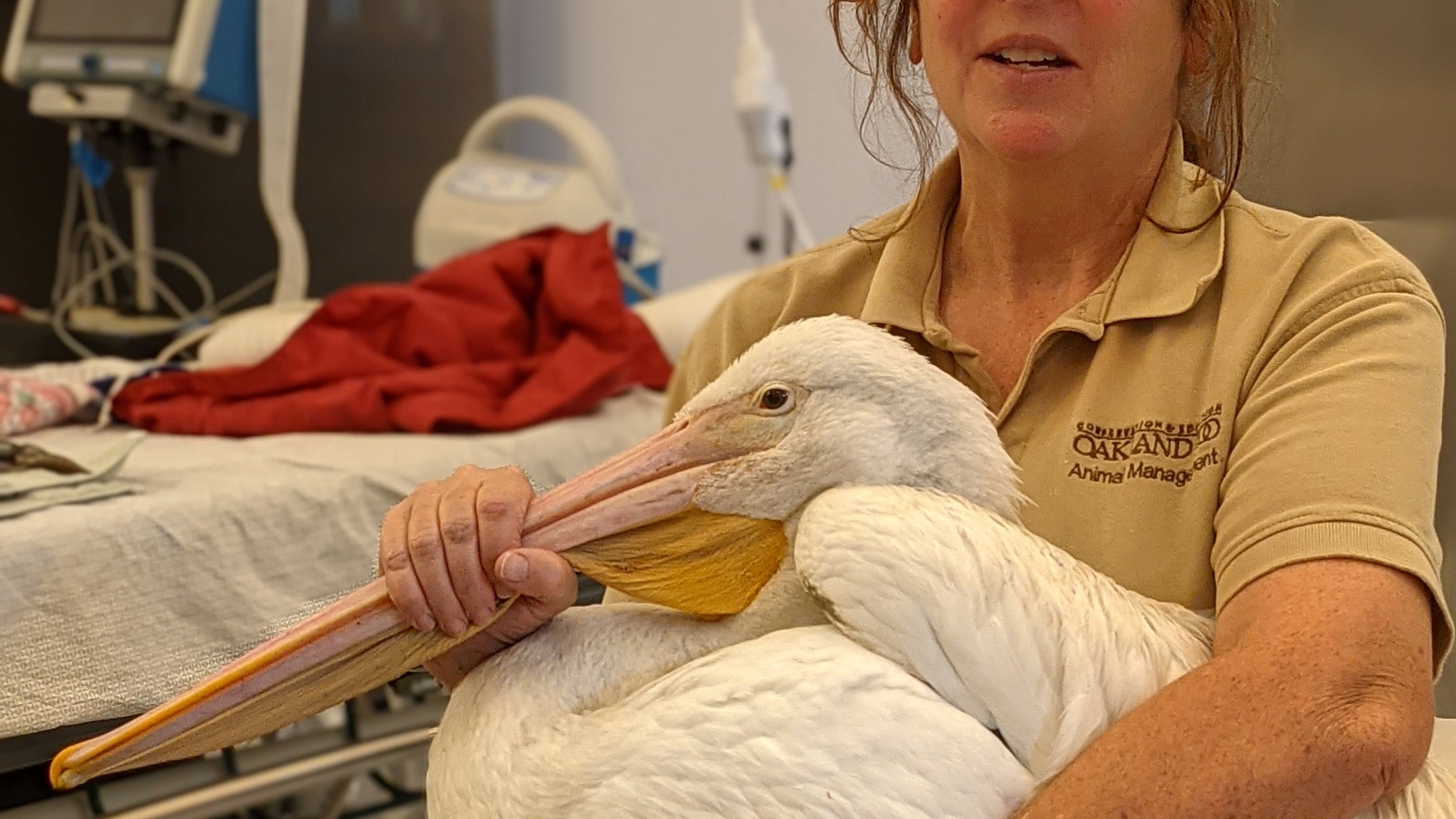 PHOTOS: Oakland Zoo staff save Lake Merritt pelican with fishhook stuck in neck
