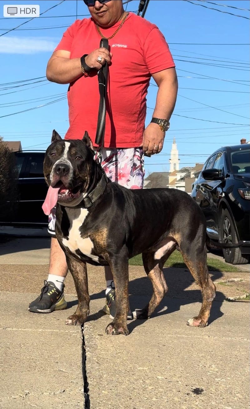 Buffalo officer shoots and kills dog 