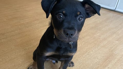 This tiny puppy needs a forever home