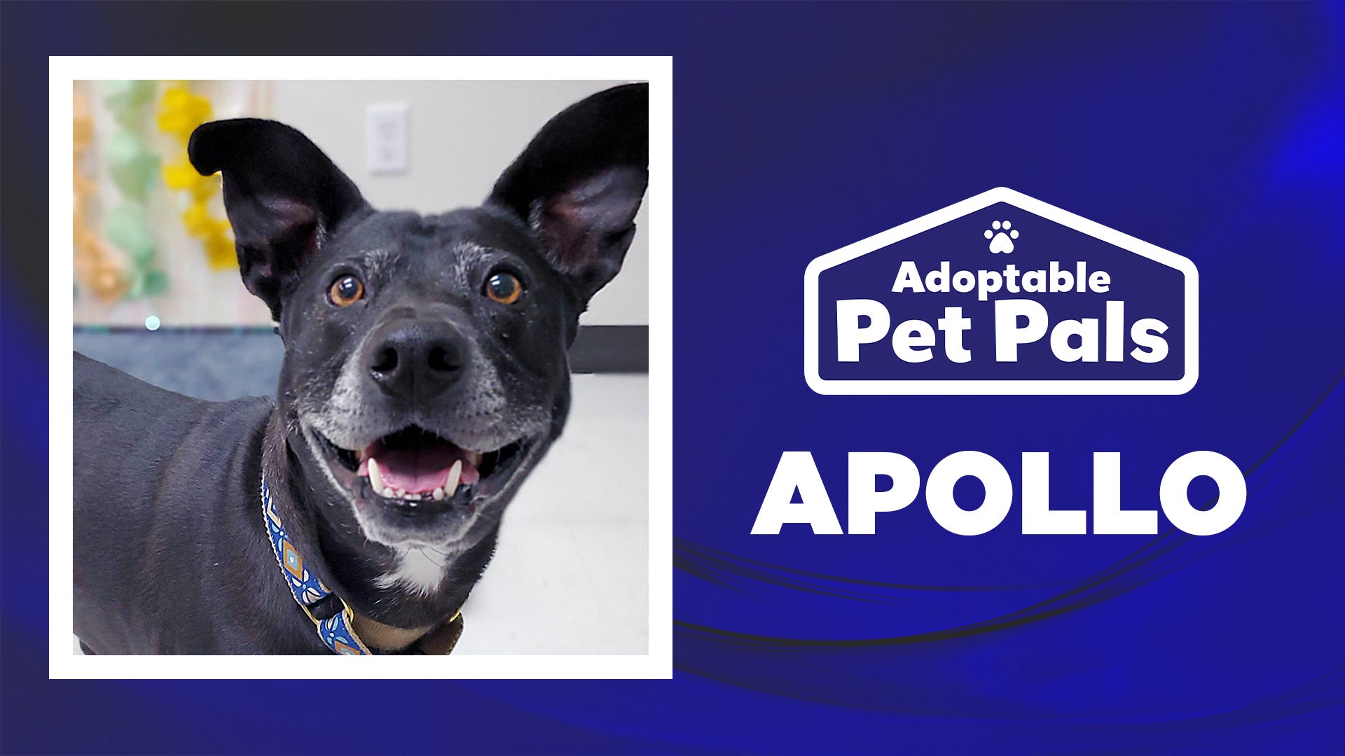 Adoptable Pet Pals: Meet Apollo