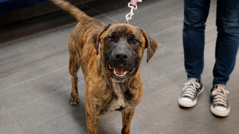 SPCA of Texas