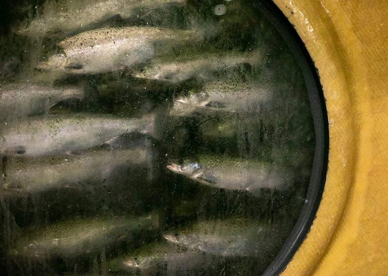 salmon