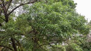 Ash Trees