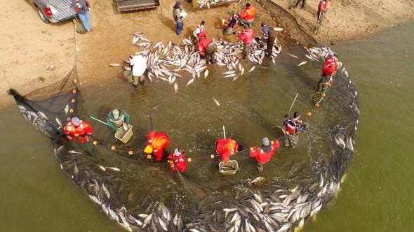 Asian carp renamed 'invasive carp' in US over racism worries