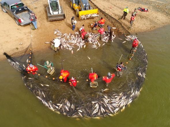 Asian Carp removal