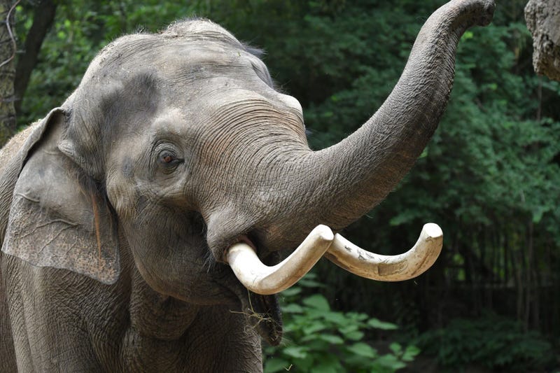 St. Louis Zoo
