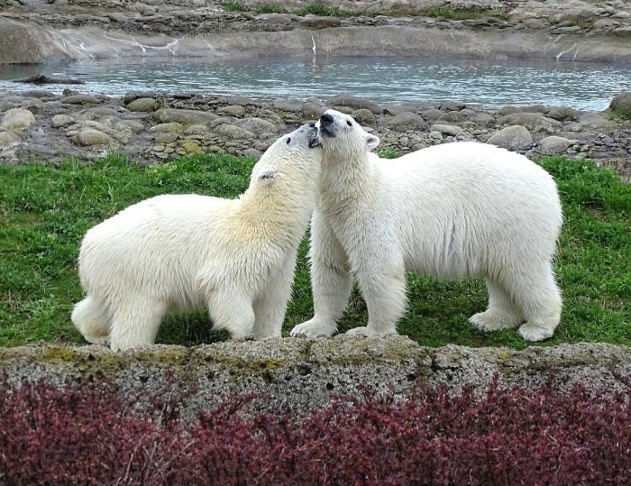 Polar bears Astra and Laerke at the Detroit Zoo