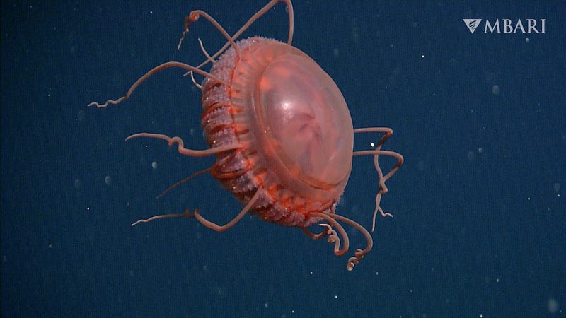 Atolla reynoldsi, a new species of jelly that Monterey Bay Aquarium researchers discovered, is named for the aquarium's first volunteer.