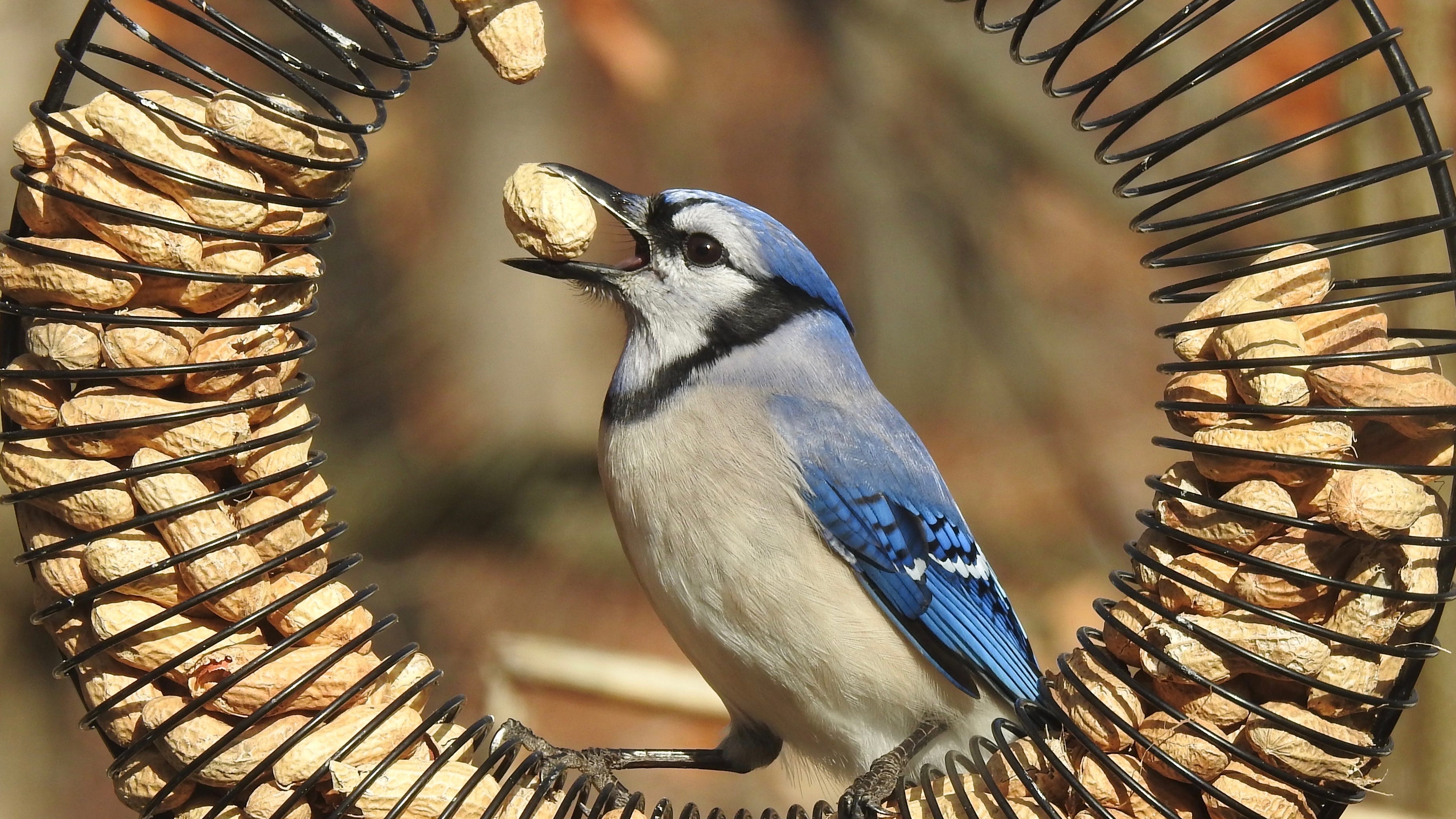 New bird disease confounds experts, who discourage bird feeders for now