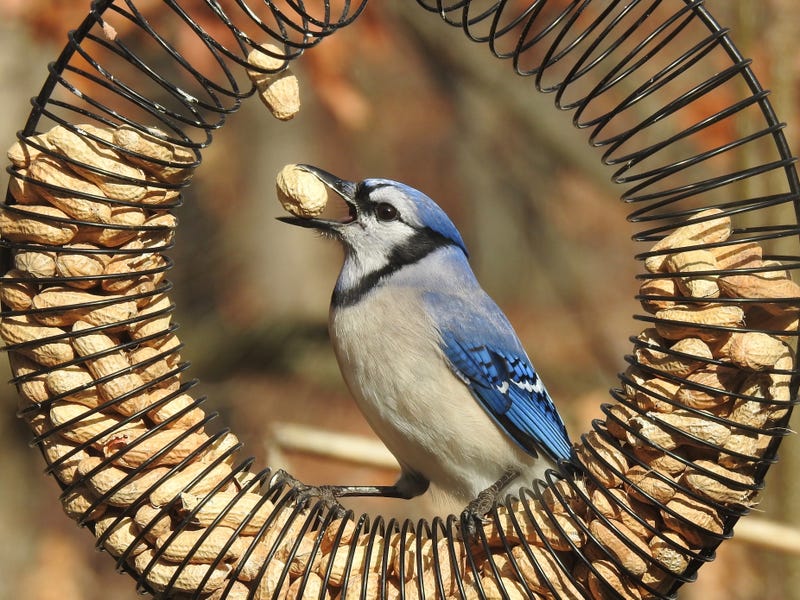 A blue jay.