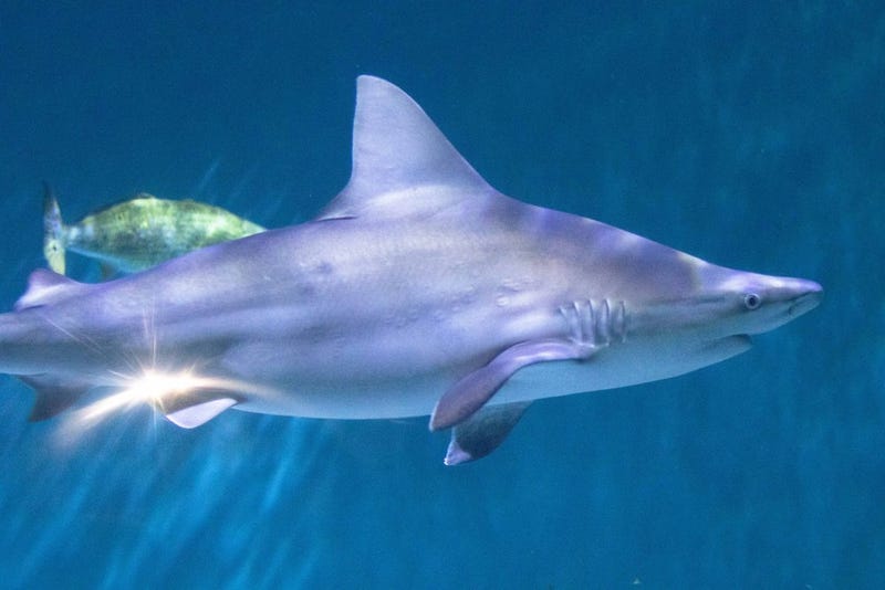 Shark