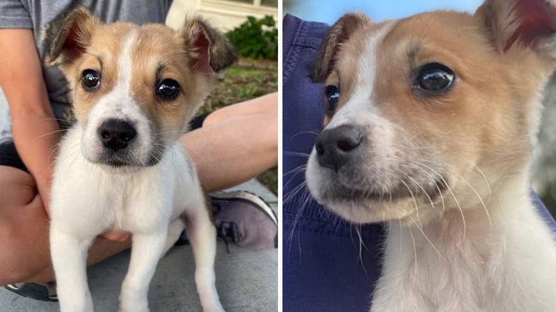 Augustus the puppy
