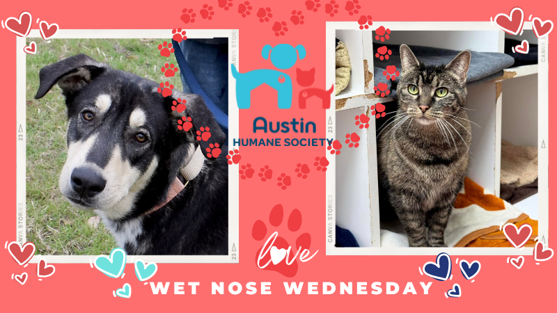Austin Humane Society 2/12/25  / Meet Rocket & Winnie