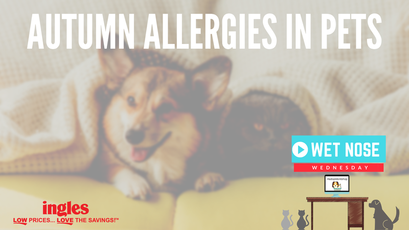 Keep your pet allergy free during Fall.