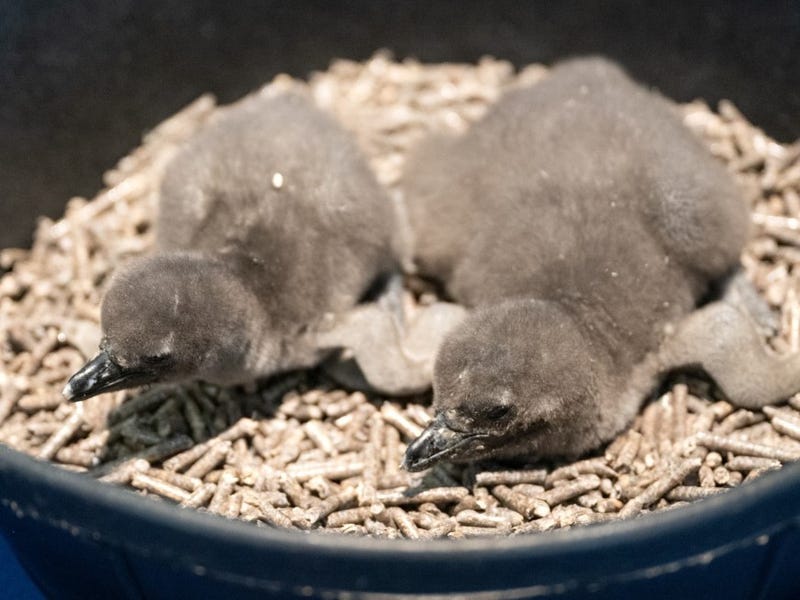Aviary Chicks